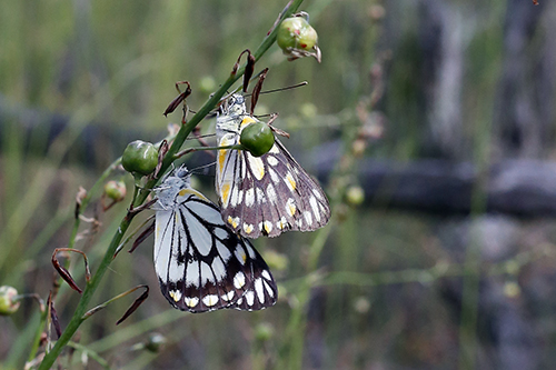 mating-pair-of-caper-whites-belenois-java_mg_4758